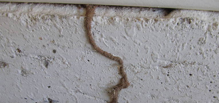 5 Helpful Tips about Termites | Newby's Pest • Lawn • Weeds