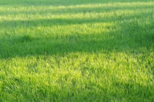 Green grass