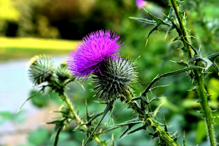 Weed control