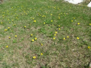 Yellow flowers all over your lawn