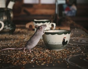 Mouse in the kitchen