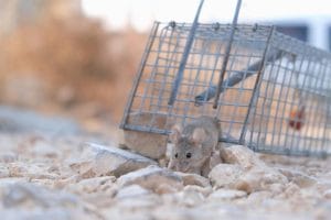 Professional Mouse Trap