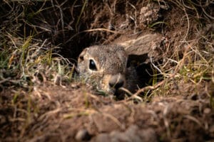 Gopher in your lawn