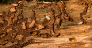 Termite Damage