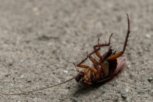 Dead Roach