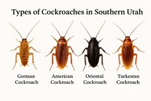 Roaches of Utah