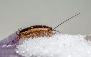 Roach with sugar