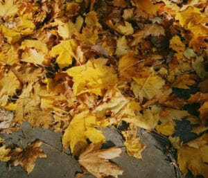 Fall Leafs