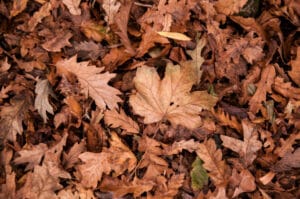 Leafs for bugs to hide