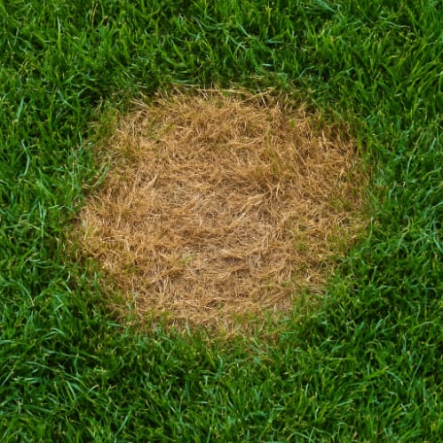 Lawn Diseases