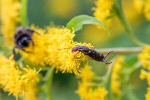 Earwigs