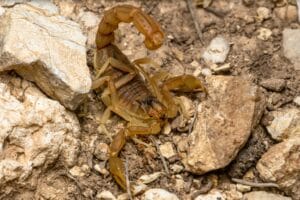 Scorpion
