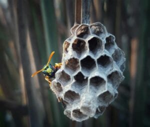 Wasps
