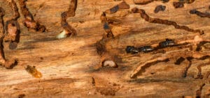Termites in wood