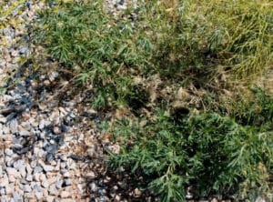 Lawn weeds