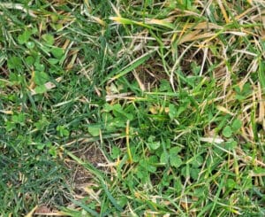 Weeds in lawn