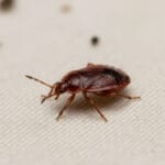 Bed Bugs