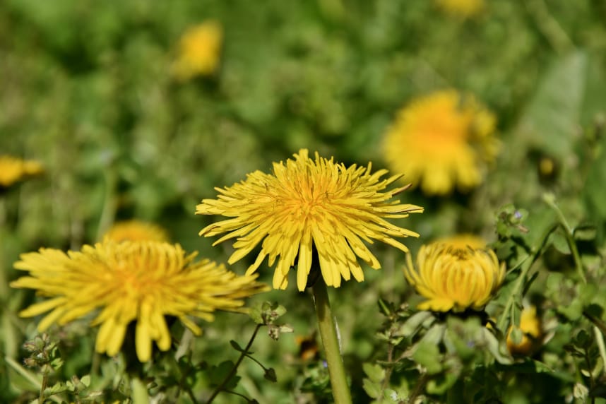 Dandelions