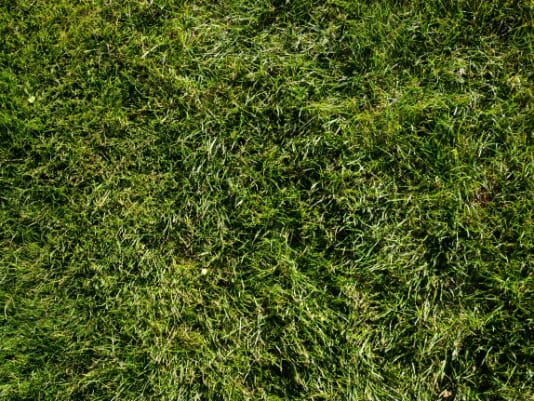 Green Grass