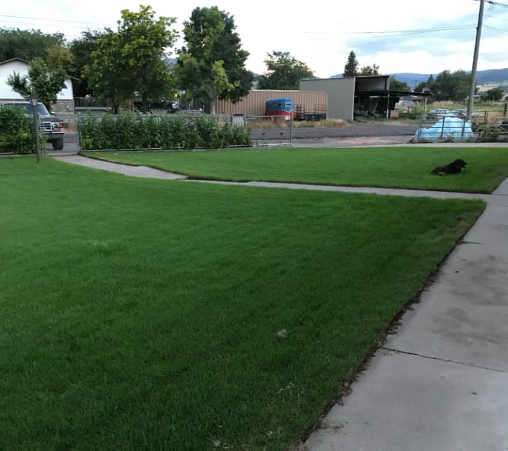 Perfect Grass