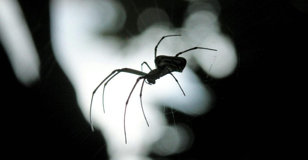 Spiders in the fall