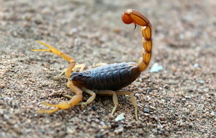 Fall Scorpion pest Control