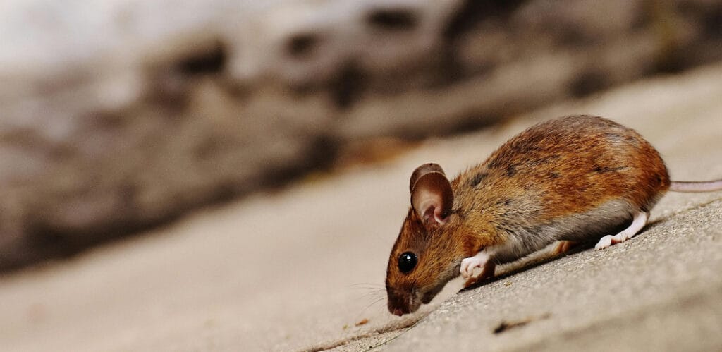 Rodent Pest Control