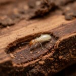 Termite Damage in St. George