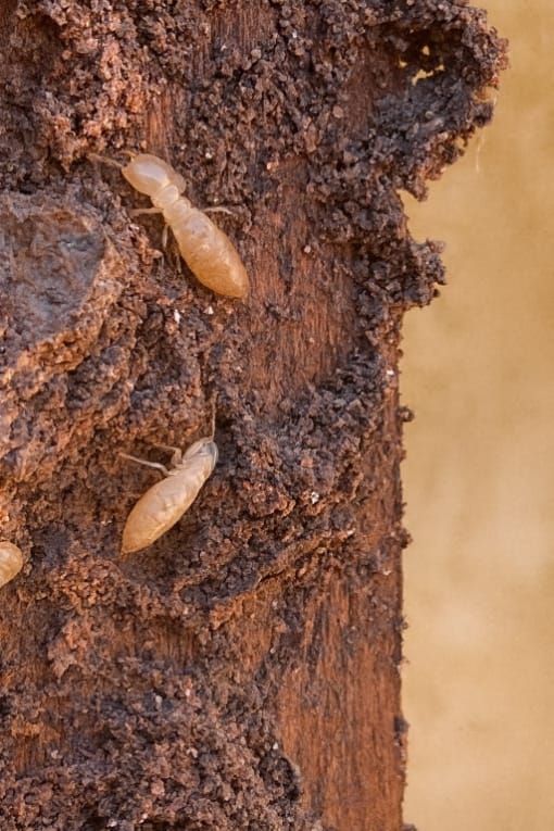 Termite Damage in St. George