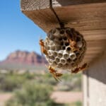 Wasp control in St. George