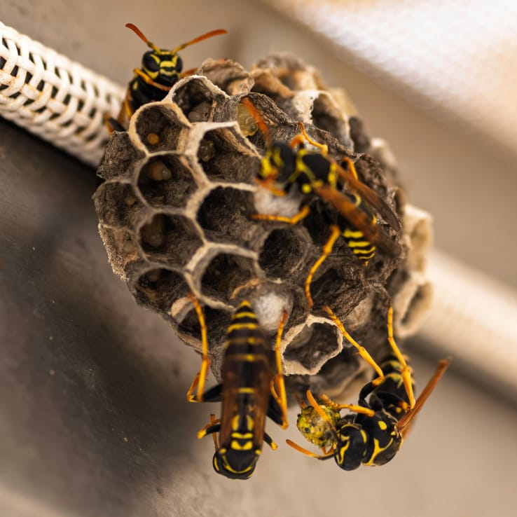 Wasp Control