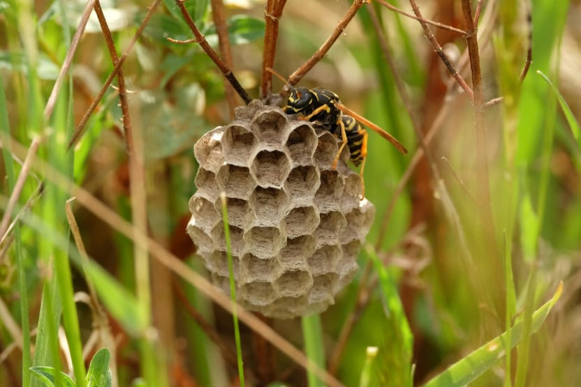 Wasp Control in St. George